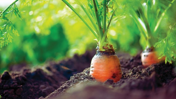 Slow release: more efficient nutrition for carrots